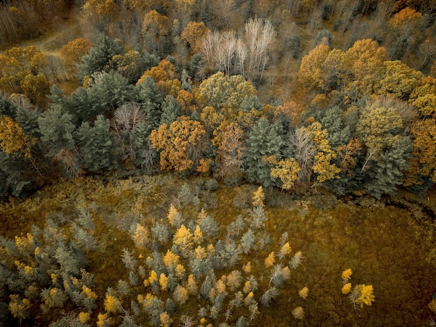 Colpo aereo di un campo erboso vicino ad una foresta con gli alberi coperti di foglie gialli e verdi