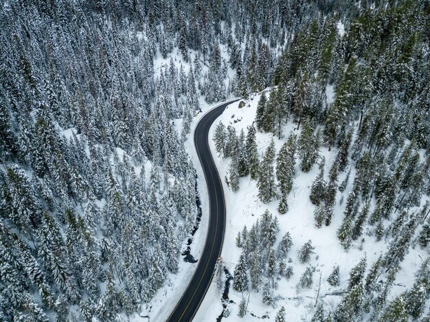 Colpo aereo di una strada vicino ai pini coperti in neve