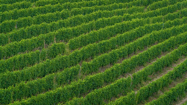 Colpo alto angolo di un campo di alberi verdi appena piantati - perfetto per un articolo sulla vinificazione