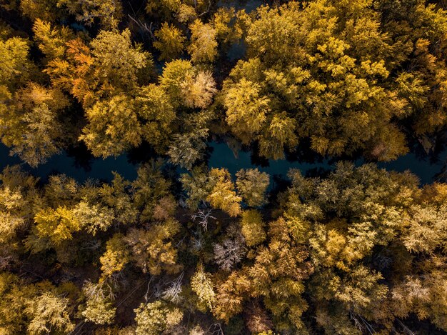 Colpo ambientale di un fiume nel mezzo degli alberi coperti di foglie marroni e gialli