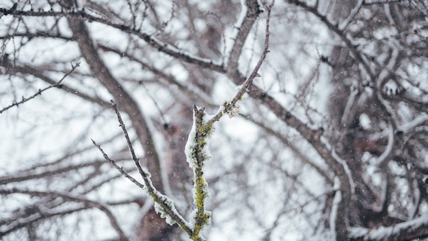 Colpo ampiamente selettivo del primo piano di un ramo di albero coperto in neve