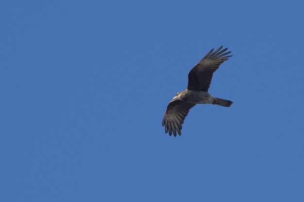 Colpo basso di un caracara di Chimango che vola alto contro un cielo blu chiaro