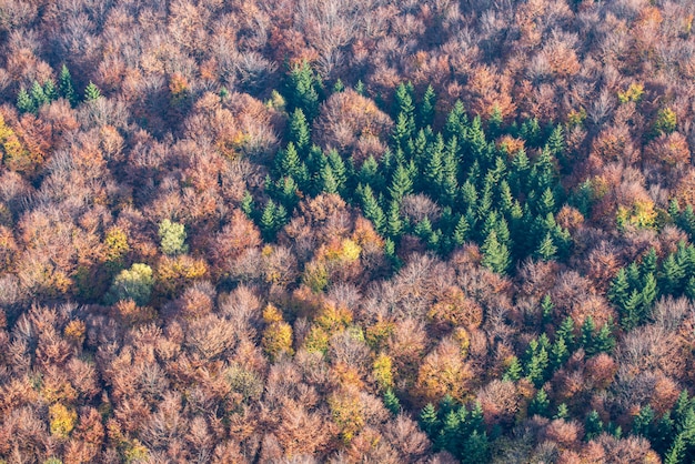 Colpo dall'alto di un bellissimo bosco di alberi gialli e rossi con scarsi alberi verdi