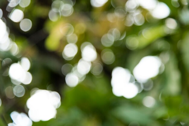 Colpo del bokeh delle foglie degli alberi