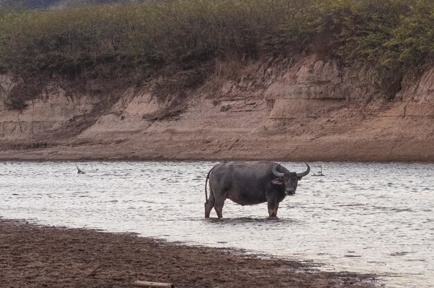 Colpo del bufalo nelle acque prese nel lago Doi Tao, Thailandia, Asia
