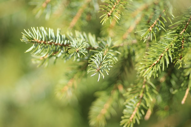 Colpo del primo piano degli aghi dell'albero di pino verde con uno sfocato