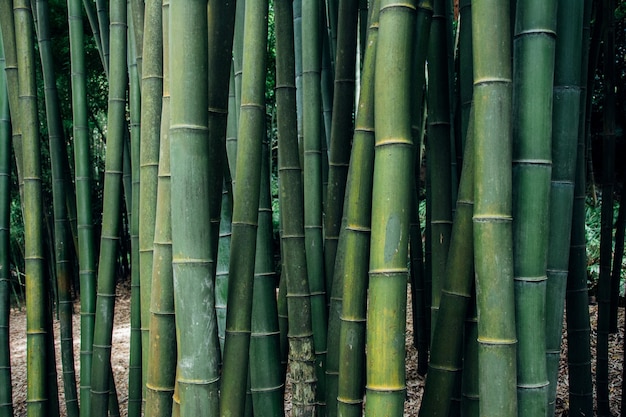 Colpo del primo piano degli alberi di bambù