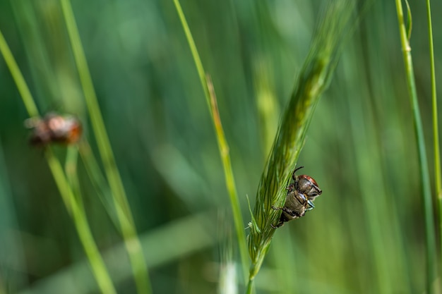Colpo del primo piano degli insetti sull'erba di grano nella foresta