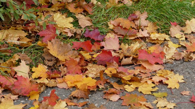 Colpo del primo piano dei bei fogli di autunno caduti variopinti sulla terra