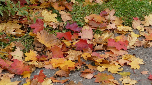 Colpo del primo piano dei bei fogli di autunno caduti variopinti sulla terra