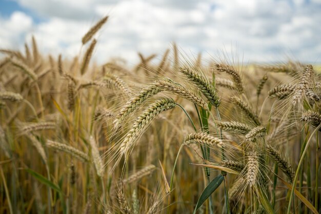 Colpo del primo piano dei chicchi d'orzo nel campo