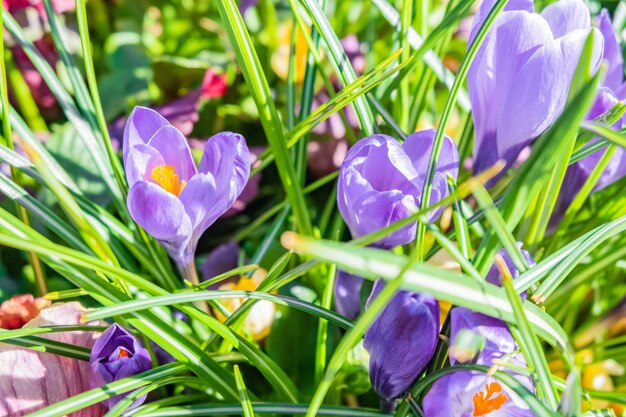 Colpo del primo piano dei fiori del croco primaverili viola e bianchi