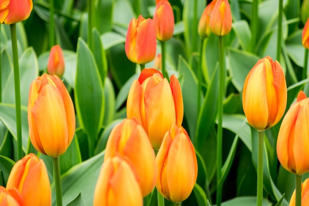 Colpo del primo piano dei fiori del tulipano arancione nel campo in una giornata di sole - perfetto per lo sfondo