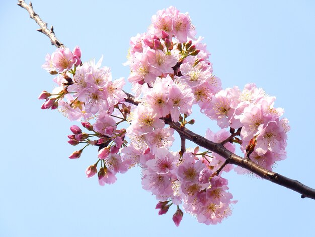 Colpo del primo piano dei fiori di ciliegio sui rami degli alberi