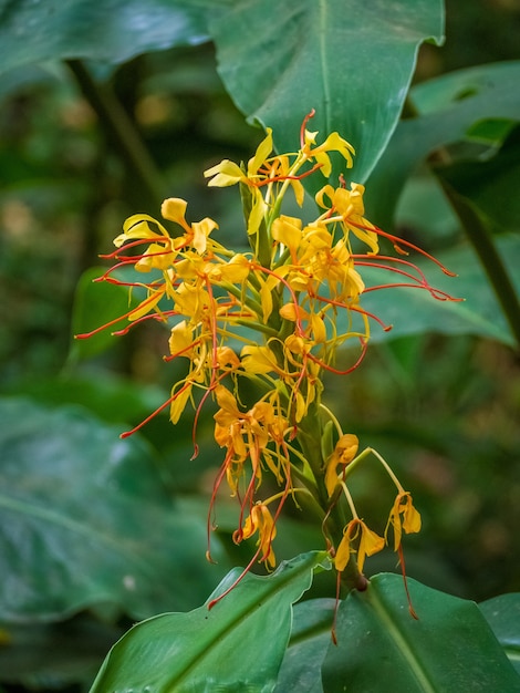 Colpo del primo piano dei fiori gialli dello zenzero kahili con vegetazione