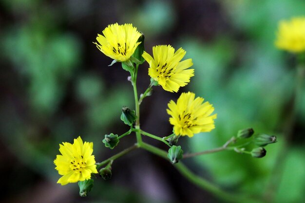 Colpo del primo piano dei fiori gialli di fioritura della cicoria del deserto della Carolina con vegetazione sulla distanza