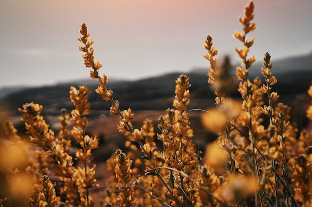 Colpo del primo piano dei fiori petalo gialli in un bello campo