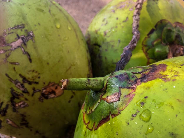Colpo del primo piano dei frutti verdi della papaia con le gocce di acqua su loro