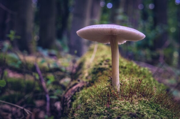 Colpo del primo piano dei funghi selvaggi nella foresta