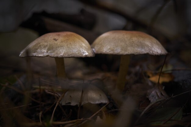 Colpo del primo piano dei funghi sulla terra