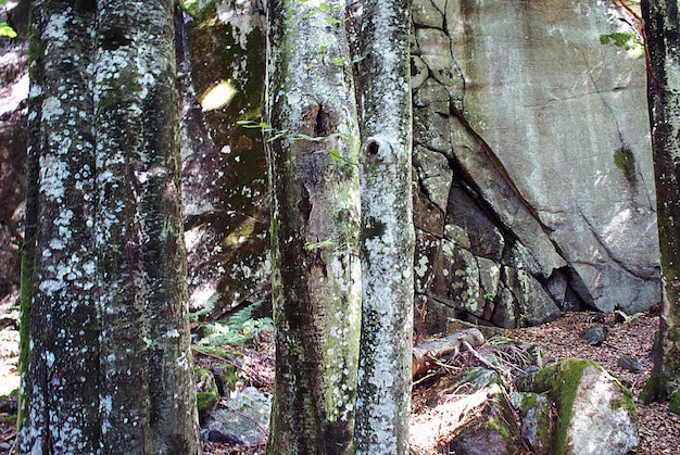 Colpo del primo piano dei licheni bianchi sui tronchi degli alberi