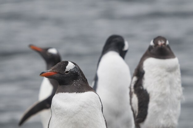 Colpo del primo piano dei pinguini svegli di gentoo che stanno sulla sabbia pietrosa