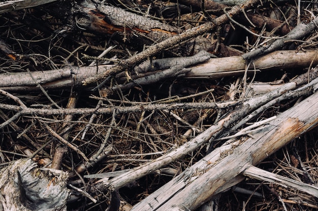 Colpo del primo piano dei rami degli alberi rotti