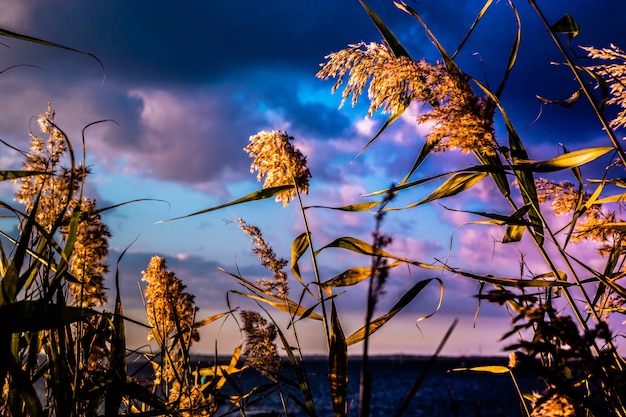 Colpo del primo piano dei rami di sweetgrass con il cielo nuvoloso