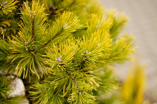 Colpo del primo piano dei rami di un albero che cresce durante il giorno