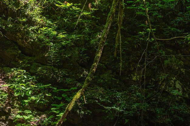 Colpo del primo piano dei rampicanti nella foresta del comune di Skrad in Croazia