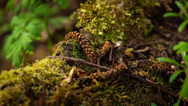 Colpo del primo piano dei semi asciutti di alnus serrulata in una foresta