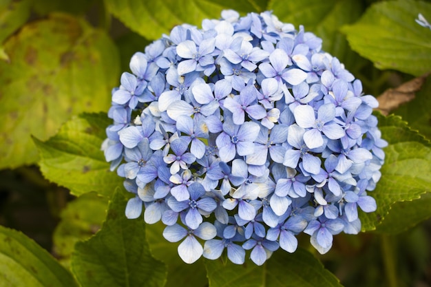 Colpo del primo piano del bellissimo fiore di ortensia serrata con foglie verdi