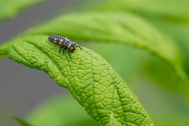 Colpo del primo piano del bruco di una coccinella su una foglia verde