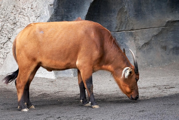 Colpo del primo piano del bufalo rosso della foresta che sta nello zoo