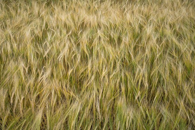 Colpo del primo piano del campo di grano d'orzo durante il giorno