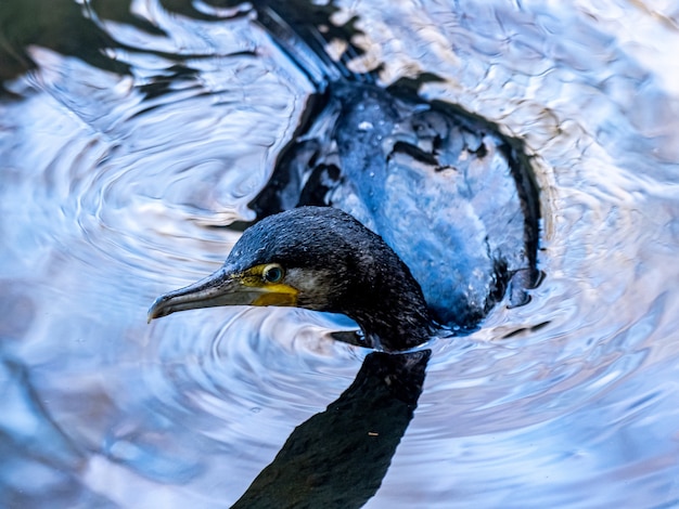 Colpo del primo piano del cormorano giapponese nuotare sul lago nella foresta di Izumi a Yamato, in Giappone durante il giorno