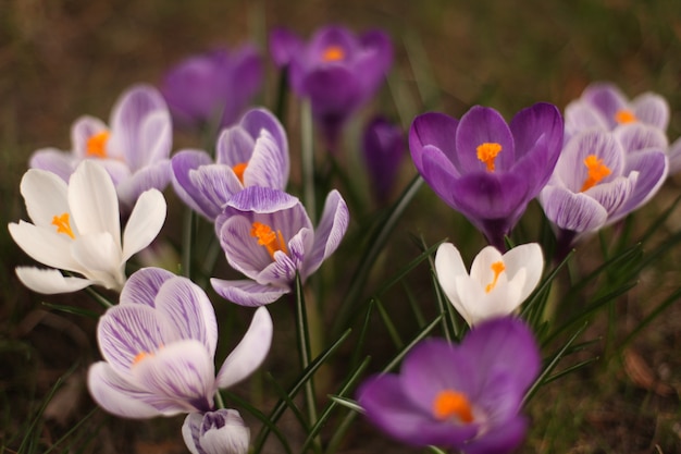 Colpo del primo piano del croco primaverile bianco e viola