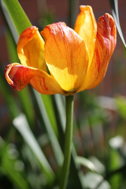 Colpo del primo piano del fiore del tulipano arancione e rosso dell'albero in giardino in una giornata di sole