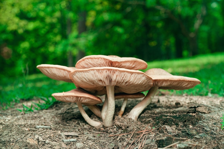 Foto gratuito colpo del primo piano del fungo che cresce su un ramo di albero