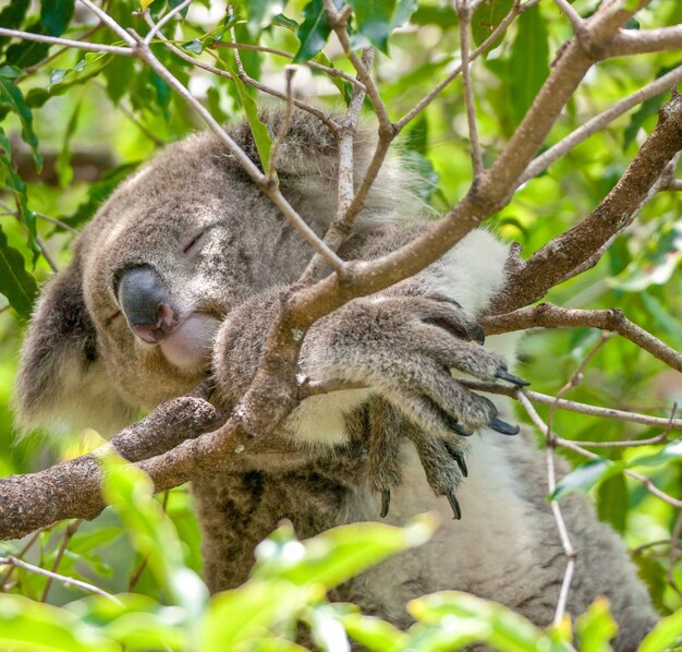 Colpo del primo piano del fuoco poco profondo di angolo basso di un koala che dorme su un ramo di albero