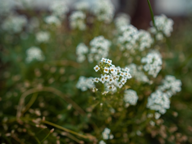 Colpo del primo piano del fuoco selettivo di piccoli fiori bianchi in un campo dei fiori su un confuso