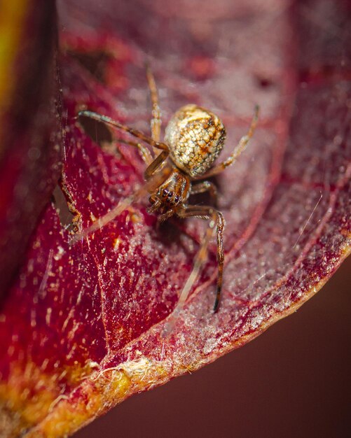 Colpo del primo piano del ragno alsine di Araneus sulla superficie rossa della foglia nella foresta