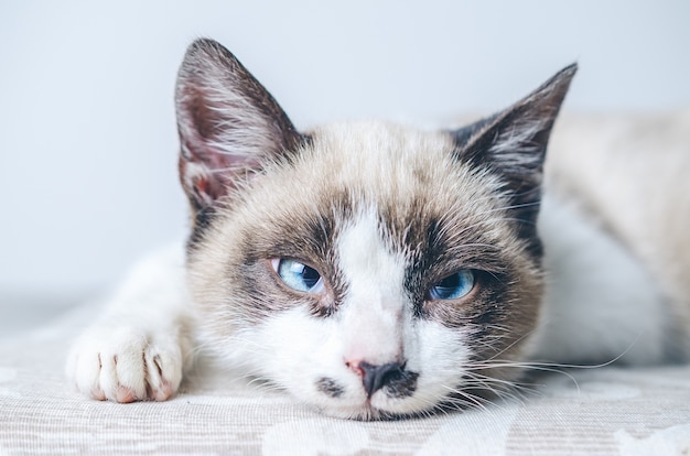 Colpo del primo piano del viso bianco e marrone di un simpatico gatto dagli occhi azzurri