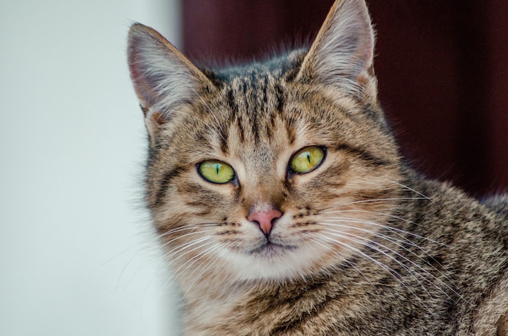 Foto gratuito colpo del primo piano del volto di un bellissimo gatto con gli occhi verdi su uno sfondo sfocato