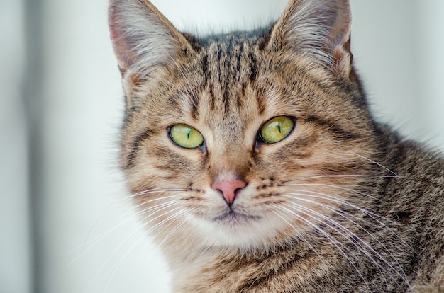 Colpo del primo piano del volto di un bellissimo gatto con gli occhi verdi