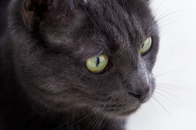 Colpo del primo piano del volto di un gatto grigio carino con gli occhi verdi