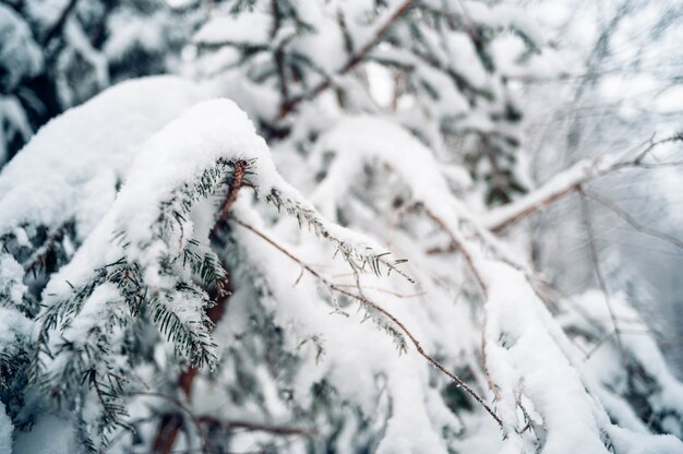 Colpo del primo piano dell'albero di abete rosso coperto di neve