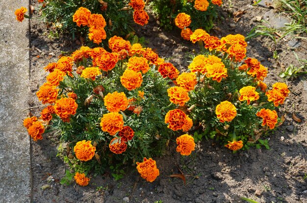 Colpo del primo piano dell'angolo alto dei fiori di calendula messicani arancioni in cespugli vicino a una strada