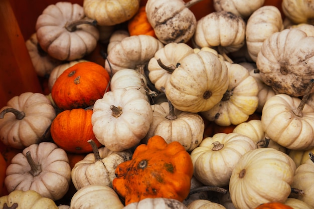 Colpo del primo piano dell'angolo alto del raccolto bianco ed arancio delle zucche