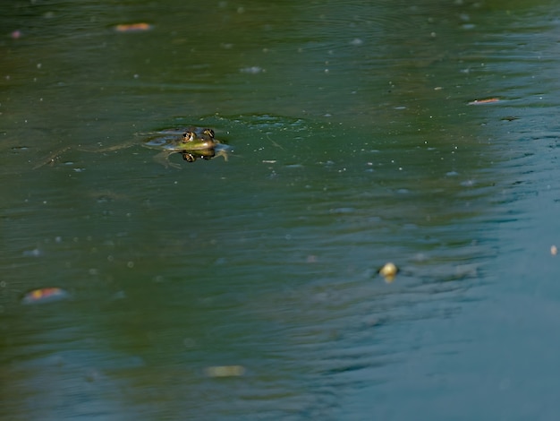 Colpo del primo piano dell'angolo alto della rana commestibile Pelophylax esculentus nel lago